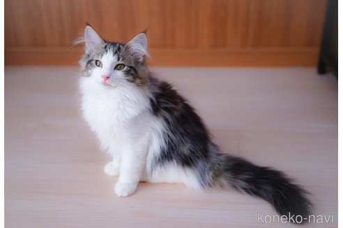 成約済の愛知県のノルウェージャンフォレストキャット-101457の4枚目